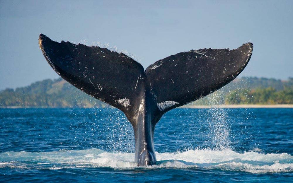 Des baleines et dauphins visible dans le parc marin de Mohéli