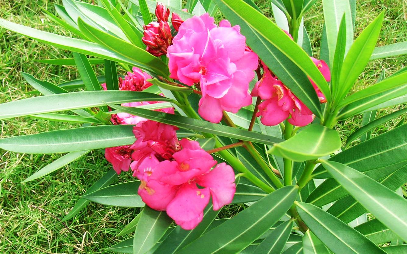 De belles fleurs aux îles de la lune