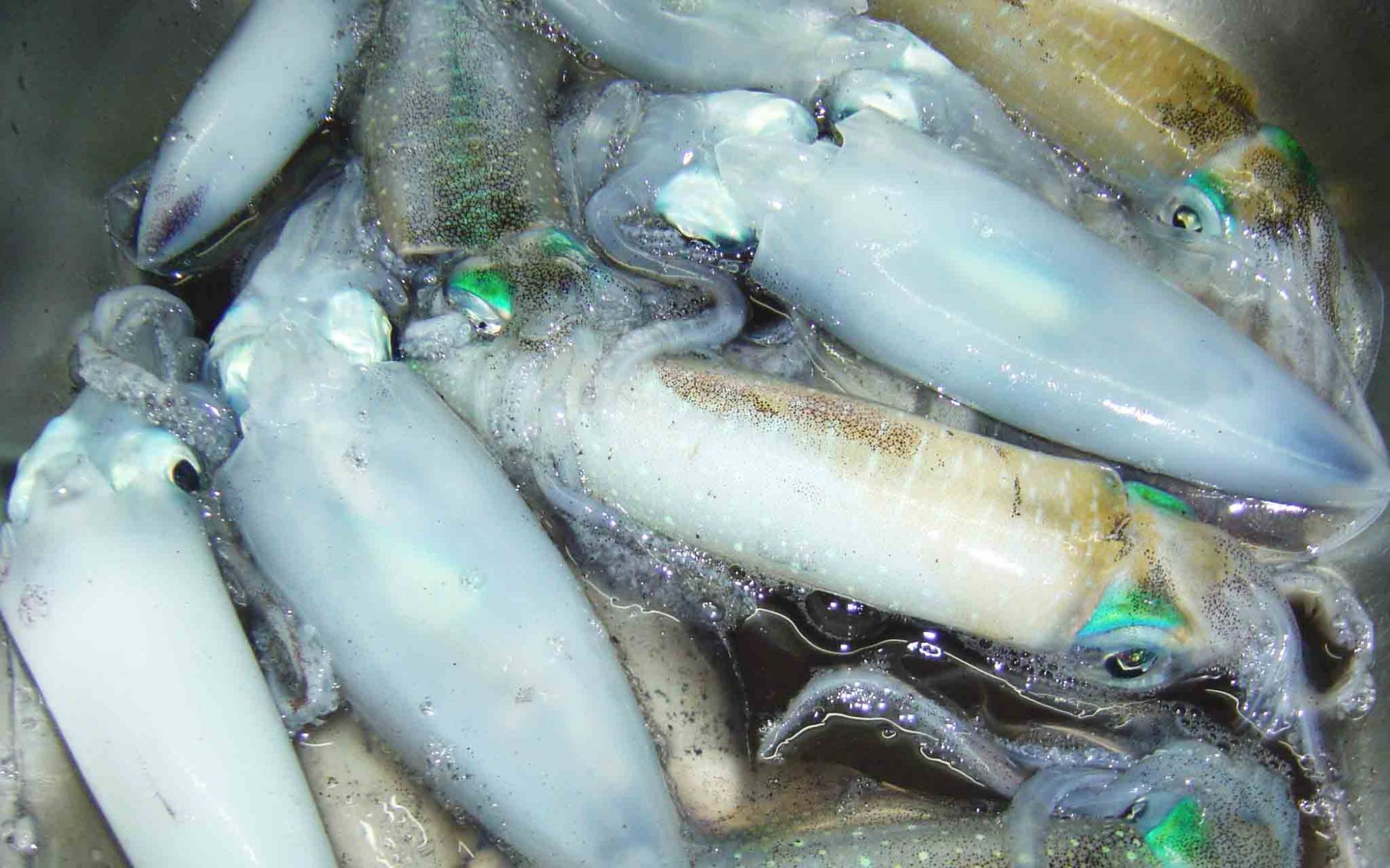 Poissons, calamars et fruits de mer