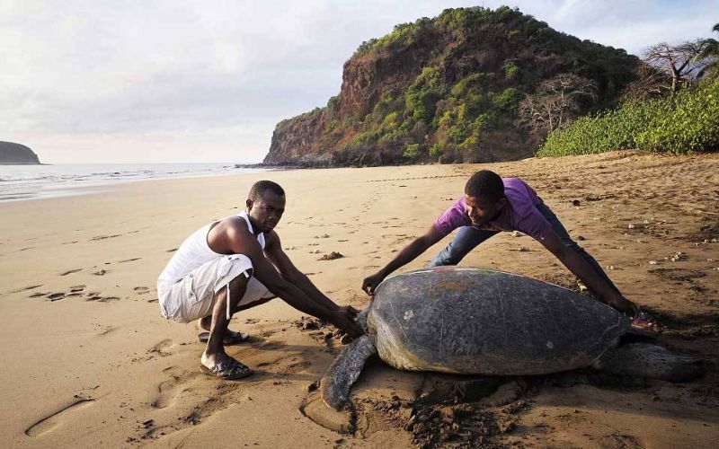 Tortue marin sur le site de ponte d'Itsamia à Mohéli