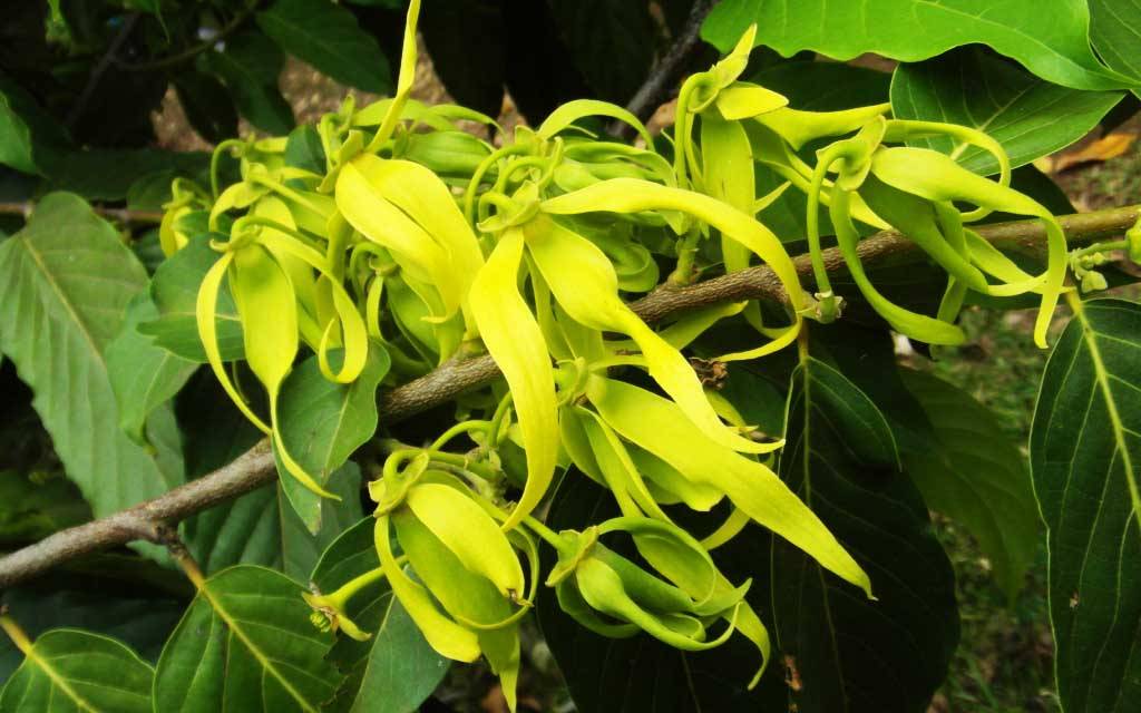 Ylang-ylang, huile essentielle